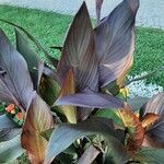 Canna indica Fulla