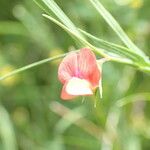 Lathyrus sphaericus Flor