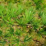 Larix kaempferi Leaf