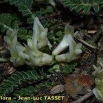 Astragalus depressus Costuma