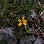 Bidens andicola Blüte