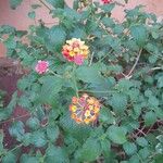 Lantana camaraFlower