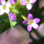 Collomia linearis Flower