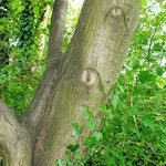 Carpinus betulus Bark