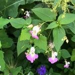 Impatiens balfourii 花