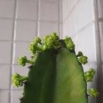 Euphorbia ingens Kvet