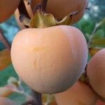 Diospyros kaki Fruit