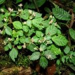 Pilea auriculata आदत