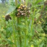 Eschenbachia tigrensis Blatt