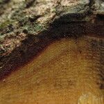 Erismadelphus exsul Corteza
