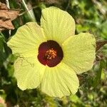 Hibiscus surattensis 花