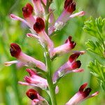 Fumaria barnolae Fula