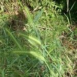 Hordeum murinum Blad