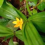 Curculigo orchioides Flor