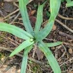 Carex flaccosperma Lehti