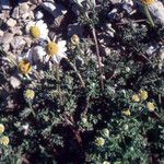 Anthemis secundiramea Habitus