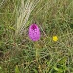 Anacamptis pyramidalisЦвят