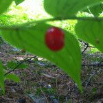 Streptopus lanceolatus Fruchs