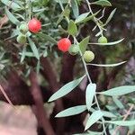 Osyris lanceolata Fruit