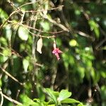 Fuchsia regia आदत