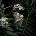 Sorbus himalaica Habitus