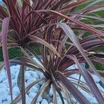 Cordyline australis ഇല