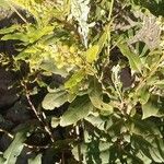 Jatropha variegata Flor