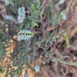 Heliotropium steudneri Flors