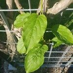 Actinidia arguta Blad