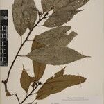 Quercus annulata