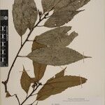 Quercus annulata Diğer