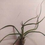 Tillandsia bulbosa Hoja