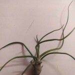 Tillandsia bulbosa Liść