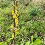 Crotalaria pallida Цвят