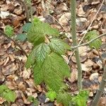 Acer spicatum Feuille