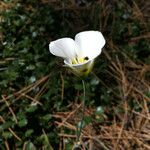 Calochortus leichtlinii Flower