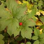 Hydrastis canadensis Fruit