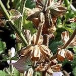 Salvia sclarea Fruit