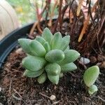 Pachyphytum compactum ഇല