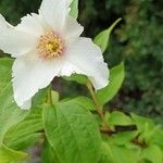 Philadelphus coronariusVirág