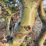 Commiphora madagascariensis Bark