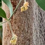 Simmondsia chinensis Λουλούδι