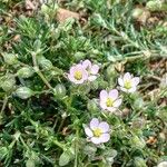 Spergularia rubra Flor