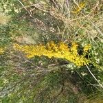 Solidago chilensis Flower