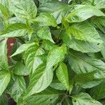 Capsicum chinense Hoja