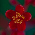 Jatropha podagricaFlower