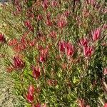 Leucadendron salignum Çiçek