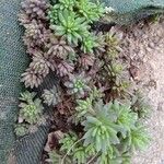 Sedum hispanicum Φύλλο