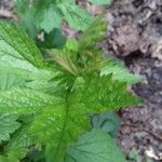 Geum laciniatum Levél