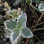 Vinca major Blatt